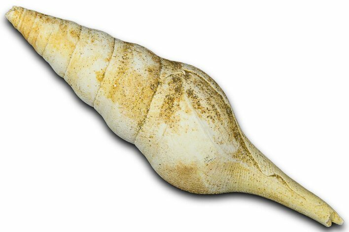 Miocene Fossil Sea Snail Shell - France #365578